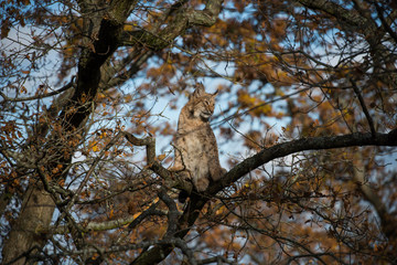 Lynx in a autumn tree looking for freedom or pray