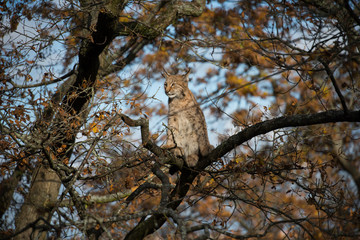 Lynx in a autumn tree looking for freedom or pray