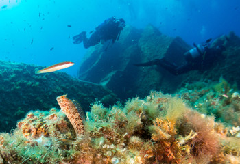 seabed with corals and macro