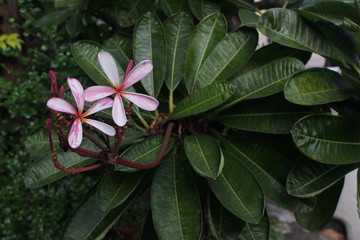 Fototapeta premium Temple tree flowers, Apocynaceae Frangipani or Plumeria 