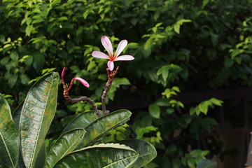 Temple tree flowers, Apocynaceae Frangipani or Plumeria 