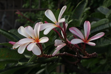 Fototapeta na wymiar Temple tree flowers, Apocynaceae Frangipani or Plumeria 