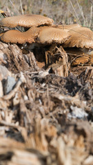 Forest mushrooms in a natural habitat. Organic natural mushrooms in nature.