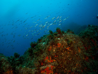 Obraz na płótnie Canvas seabed with corals and macro