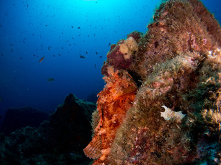 Plakat seabed with corals and macro