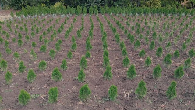 Drone view - green ornamental plants and trees grow in the ground. Environment, natural eco business