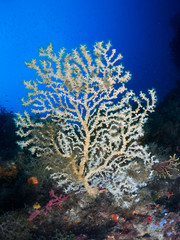 Naklejka na ściany i meble seabed with corals and macro
