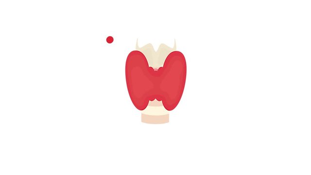 Healthy thyroid gland front view cartoon animation on white background. Human body organs anatomy.  Medical motion graphics.