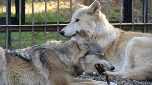 Two wolves lie in a cage in the zoo.