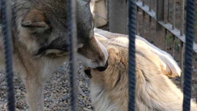 Two wolves lie in a cage in the zoo.