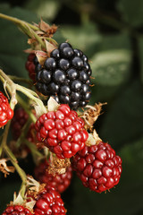 BlackBerry berries on a branch
