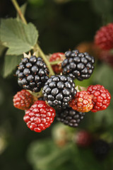 BlackBerry berries on a branch