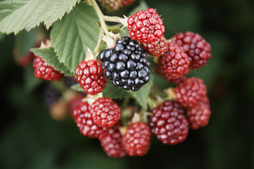 BlackBerry berries on a branch