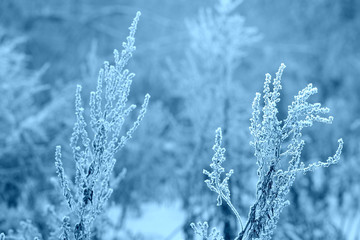 Dry grass covered with hoarfrost and snow on a clear day close-up. Winter background, blue color toning