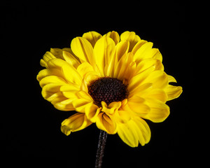 yellow flower isolated on black background