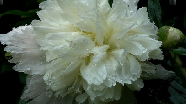 White Peony (Paeonia or Paionia) flower under the raindrops,  slow motion. Slowed down five times from 120 fps to 24 fps