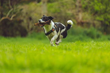 Fototapeta na wymiar Border Jack puppy playing in a local dog park 