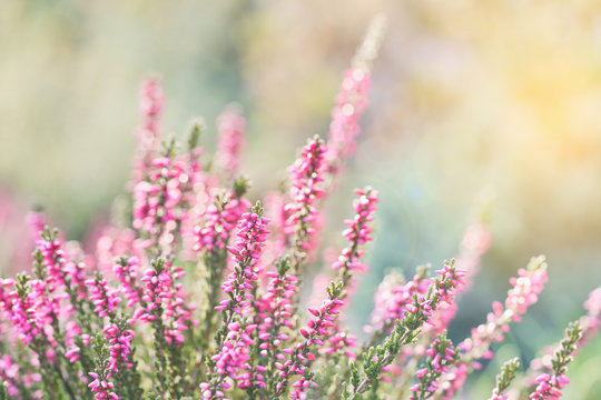 Heather flowers. Bright natural  colorful  background.
