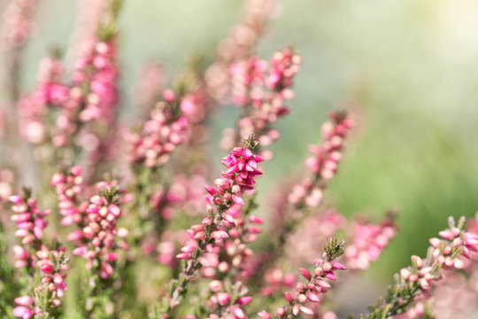 Heather flowers. Bright natural green background.