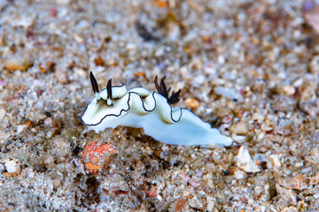 Nudibranch (Doriprismatica atromarginata)
