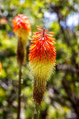 Obraz premium Close up of colourful red hot poker - summer torch - flower head