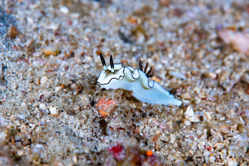 Nudibranch (Doriprismatica atromarginata)