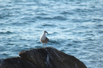 seagull on the rock