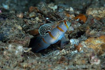 Fototapeta na wymiar Gold-barred Shrimp Goby Amblyeleotris randalli