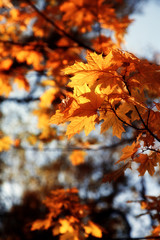 Autumn maple leaves are on sky background