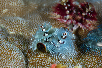 Christmas Tree Worm Spirobranchus giganteus