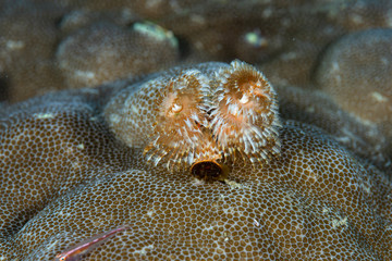 Christmas Tree Worm Spirobranchus giganteus