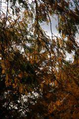 Urban park in autumn