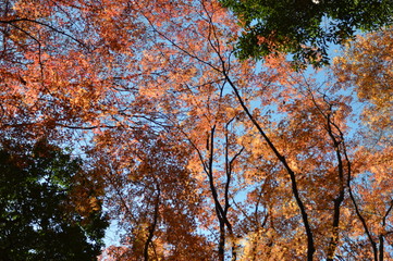 日本 秋の紅葉