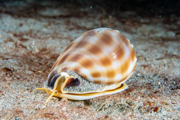 Banded bonnet snail Phalium bandatum