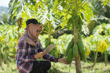 portrait of muslim woman with tablet computer sitting in california or calina farm. modern farming concept