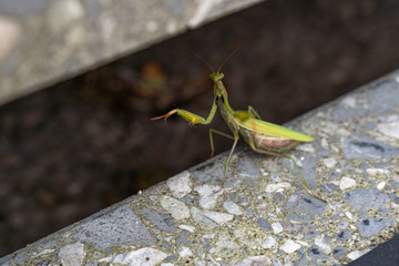 Praying mantis sits on a staircase and looks into the camera