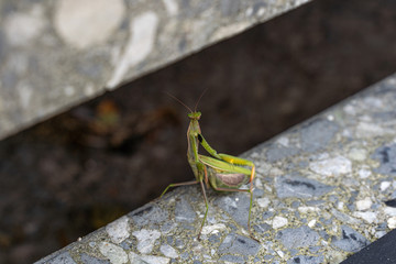 Praying mantis sits on a staircase and looks into the camera