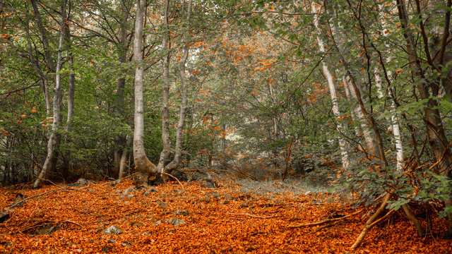 forest in autumn