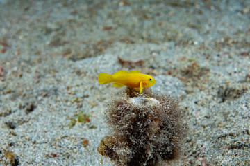 Yellow Pygmy Goby (Lubrocogobius exiguus)