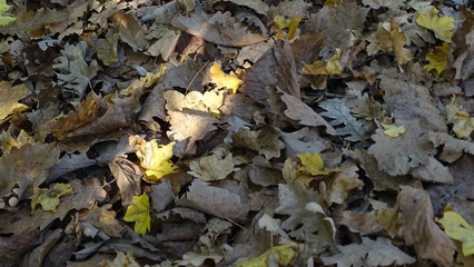 autumn leaves in the water