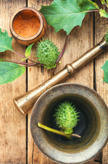 Datura in herbal medicine