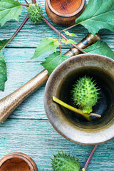 Datura in herbal medicine
