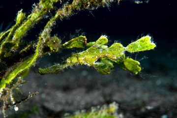 Halimeda Ghost Pipefish (Solenostomus halimeda)