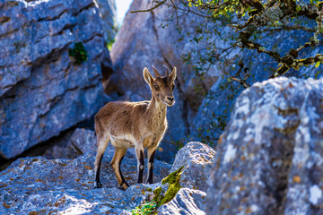 Spanish Ibex, Capra pyrenaica in Torcal de Antequera National Park, Spain