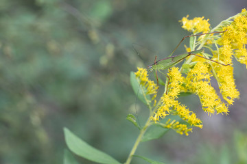 アシグロツユムシ