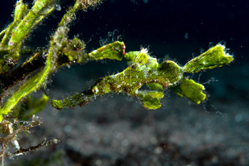 Halimeda Ghost Pipefish (Solenostomus halimeda)