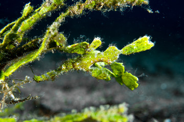 Halimeda Ghost Pipefish (Solenostomus halimeda)