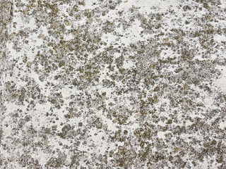 Concrete texture. Gray horizontal background or web banner with moss spots. Distressed old wall.