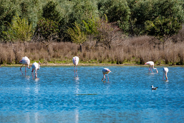 Greater Flamingos in Lagoon Fuente de Piedra, Andalusia, Spain