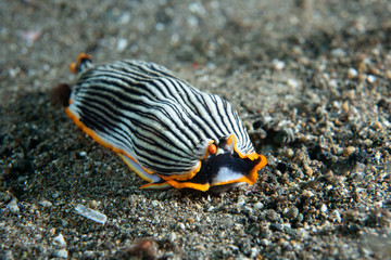 Nudibranch Armina sp. Anilao Philippines